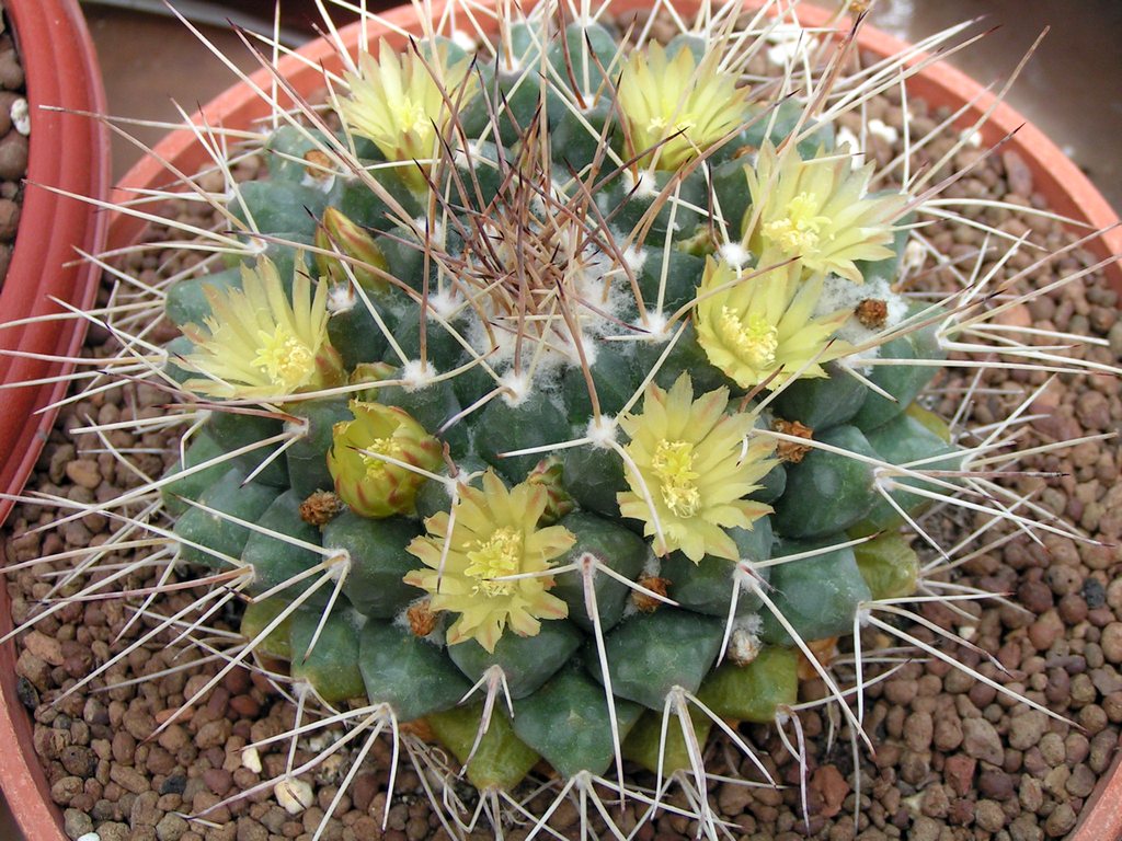 Mammillaria winterae